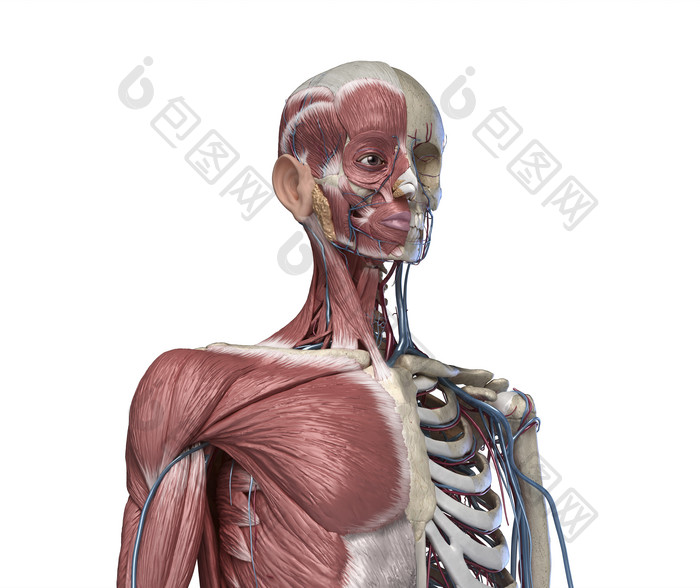 人类胸部头部骨骼肌肉分布图