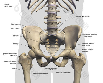 <strong>人体骨盆</strong>示例解剖插图