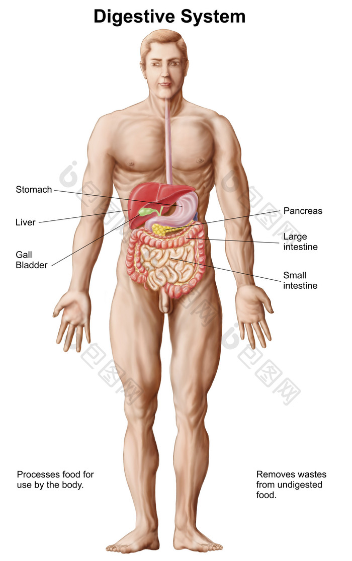 人体胃部和肠子摄影图