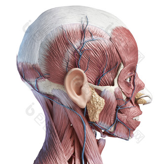 人类侧面脸部肌肉群图
