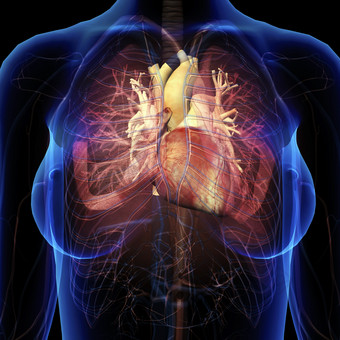 胸部的呼吸系统