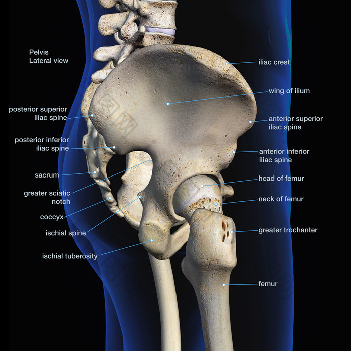 人体骨骼骨盆解剖示例插图