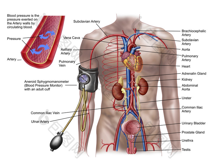 男性排泄系统器官解剖图