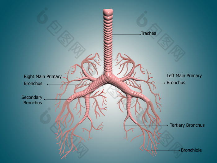 人体肺部气管示例插图