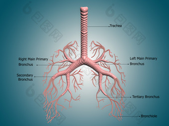 人体肺部气管示例插图