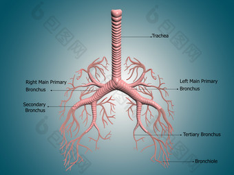 人体肺部<strong>气管</strong>示例插图