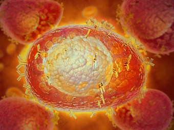 免疫球蛋白细胞示例图