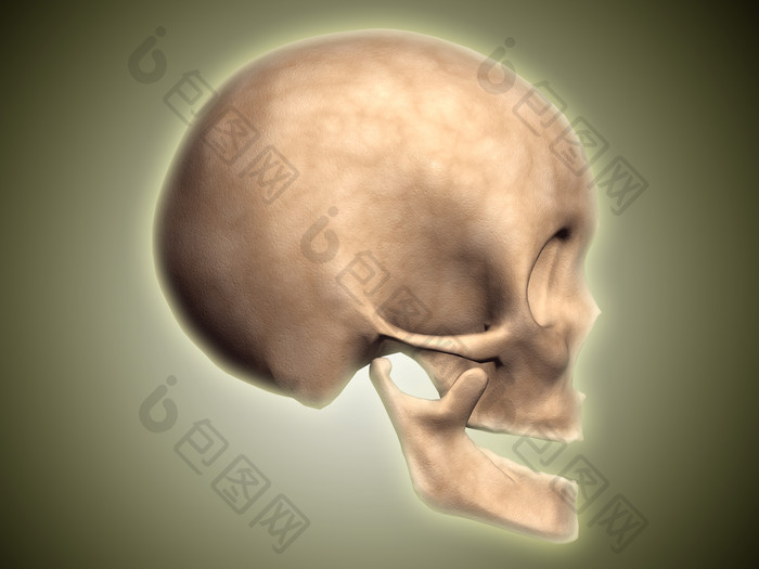 生物医学头骨骨头摄影图