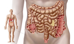 图解肠子大肠摄影图