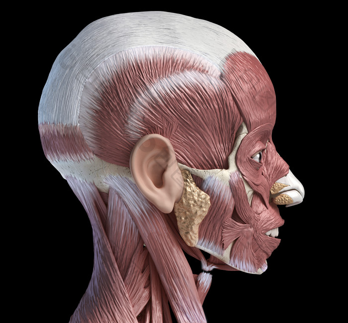 人类解剖学侧面脸部肌肉图