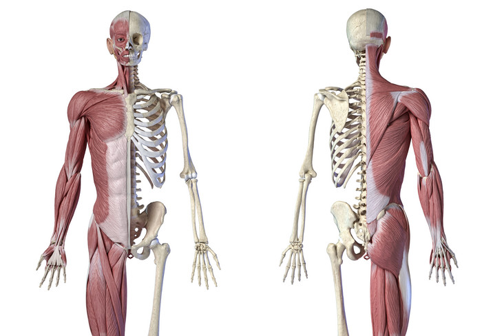 人类骨架生物医学正反两面示例图