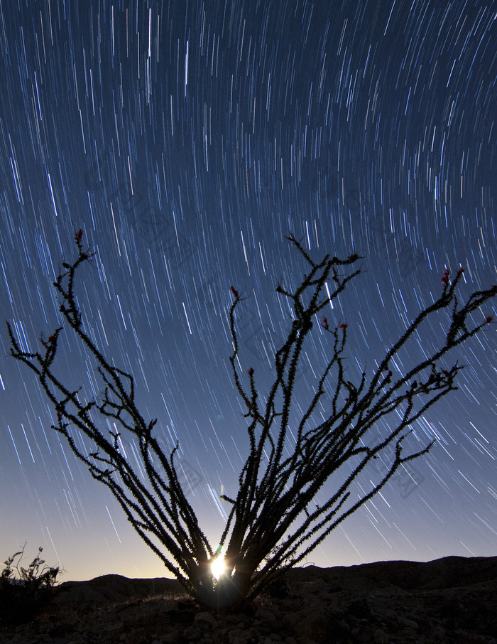 荒漠树枝星空摄影插图