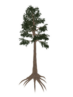 植物学导管植物示例插图