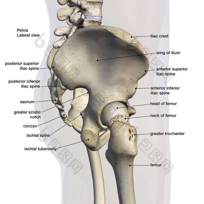 人体骨盆解剖结构插图