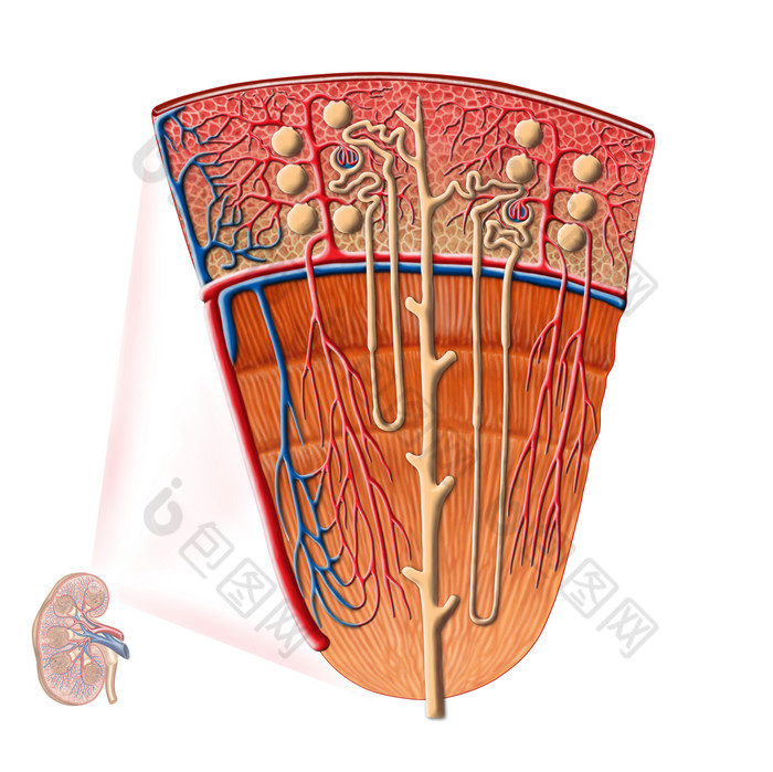 肾元动脉解剖示例图