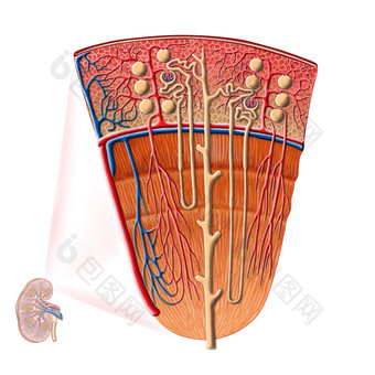 肾元动脉解剖示例图
