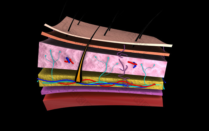 人体皮肤层毛囊摄影图