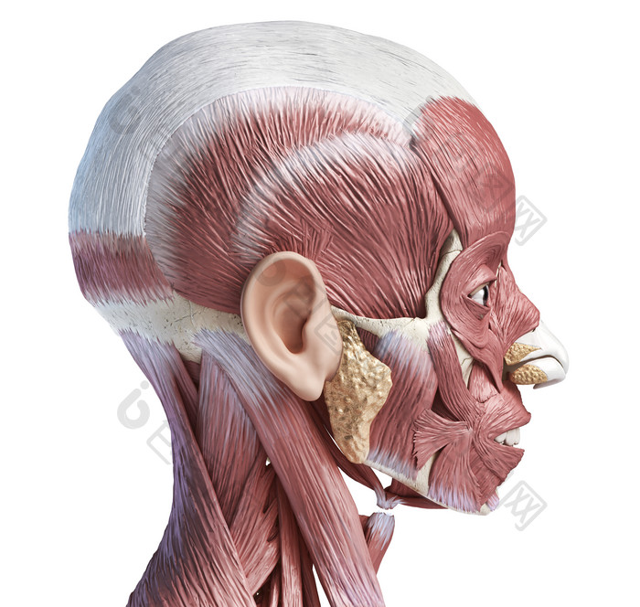 人类解剖学全脸部肌肉图