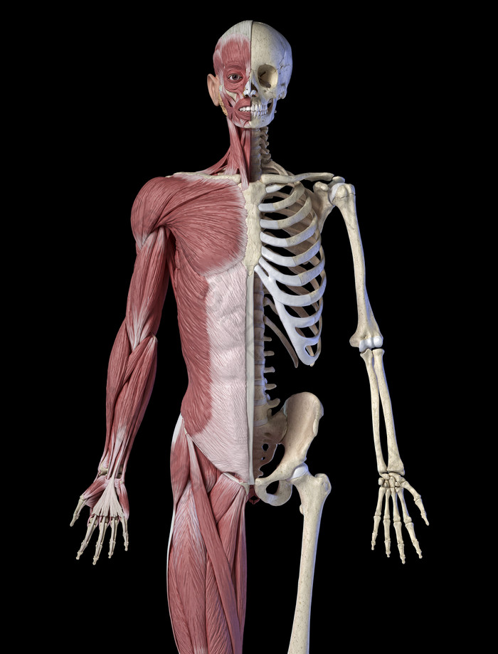 人类骨架肌肉纤维解剖医学图