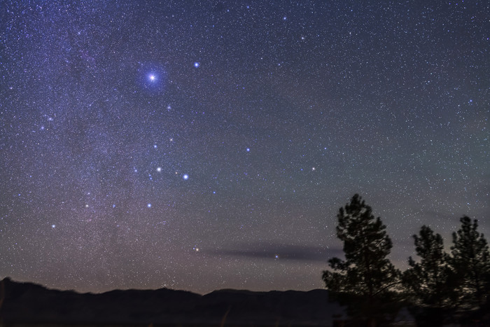 夜晚星空下的几棵树