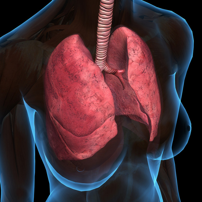 胸部乳房部位的呼吸系统