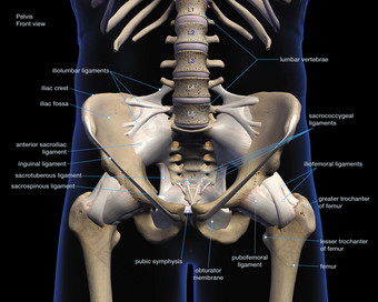 人体骨盆骨骼结构插图