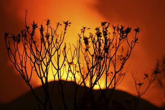 燃烧的植物剪影摄影插图