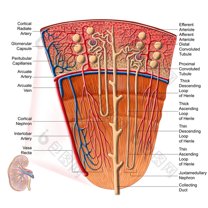 肾元动脉静脉示例图