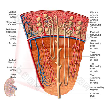 肾元<strong>动脉静脉</strong>示例<strong>图</strong>