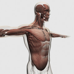 人体上身肌肉分布右视图