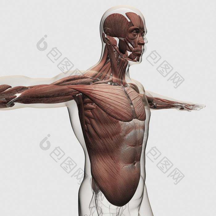 人体上身肌肉分布右视图