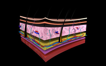 <strong>人体</strong>皮肤表面毛囊