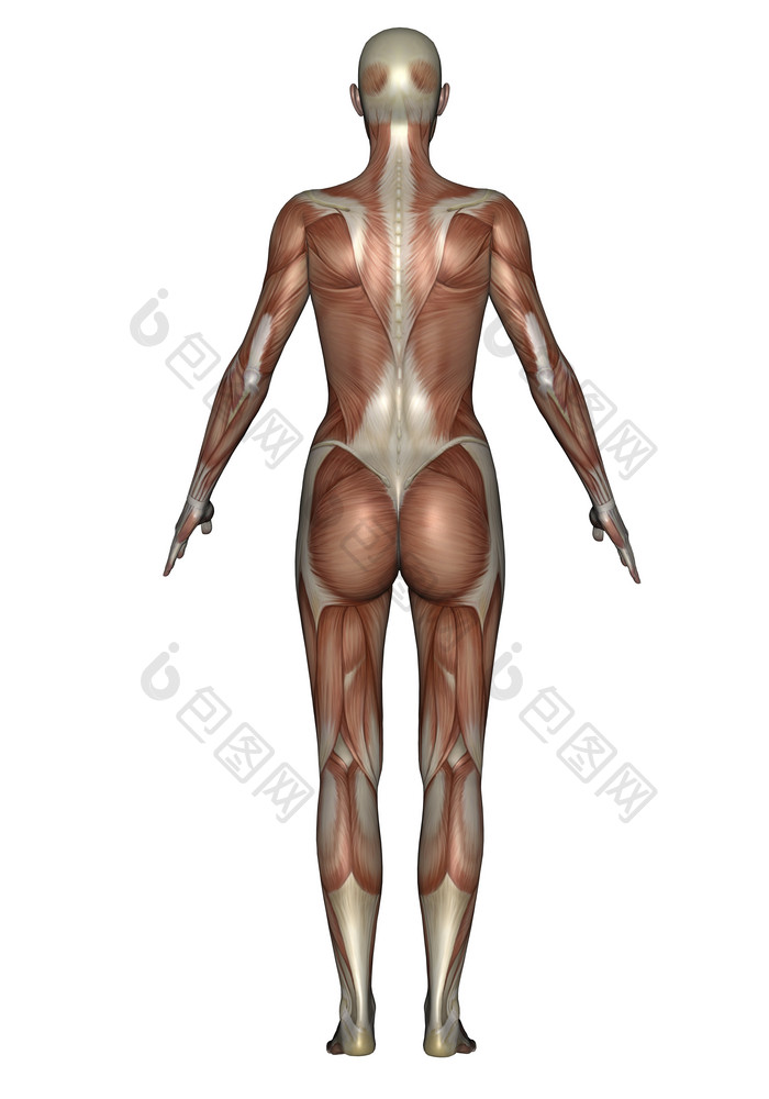解剖学人类背部摄影图