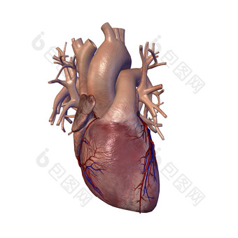 心脏器官结构部分