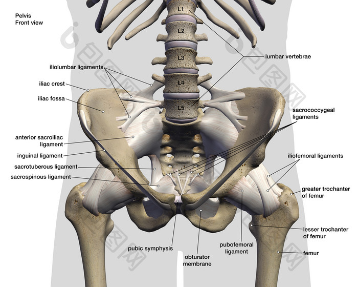 人体骨盆示例结构插图