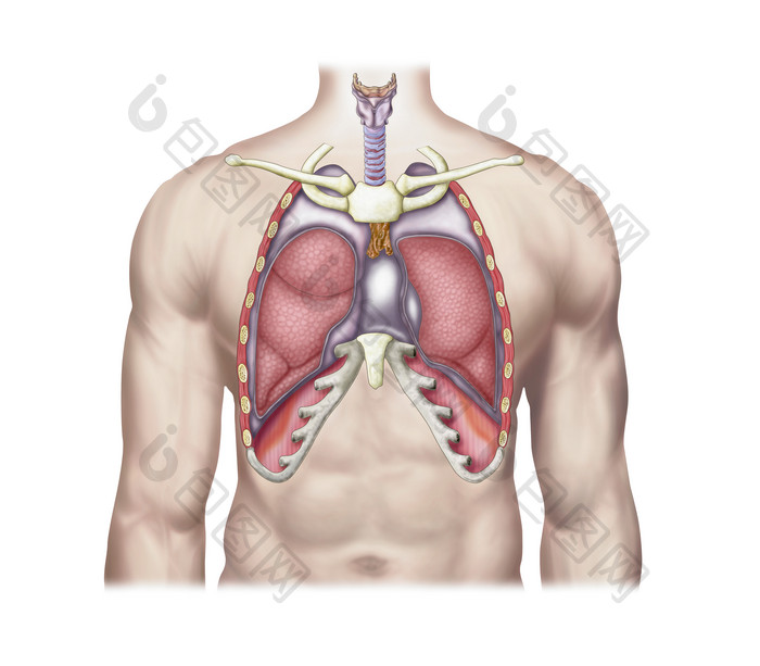 人体呼吸系统器官示例图
