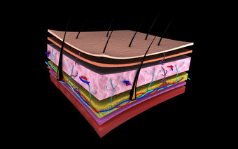 <strong>皮肤</strong>表面毛囊摄影图