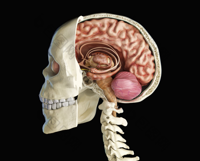 头骨及大脑侧视图