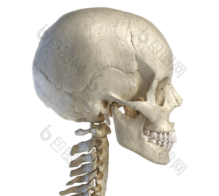 人类解剖学的侧面头骨示例图