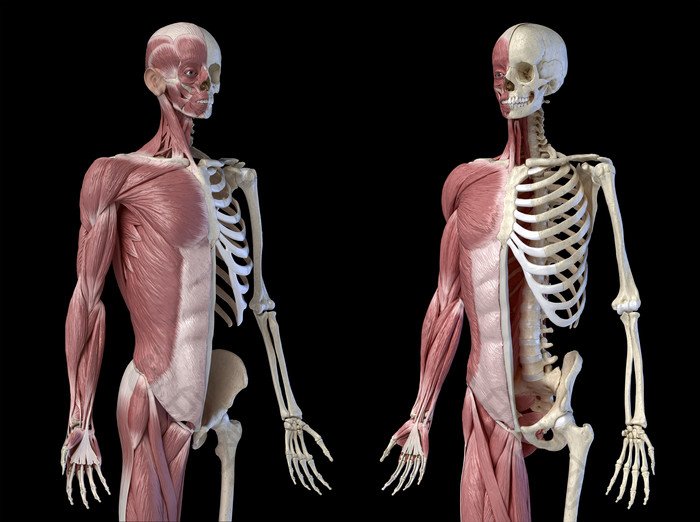 成年人类全身左右两侧肌肉医用图