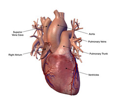 心脏的各部分位置图
