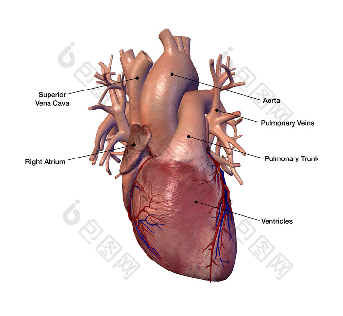 心脏的各部分位置图