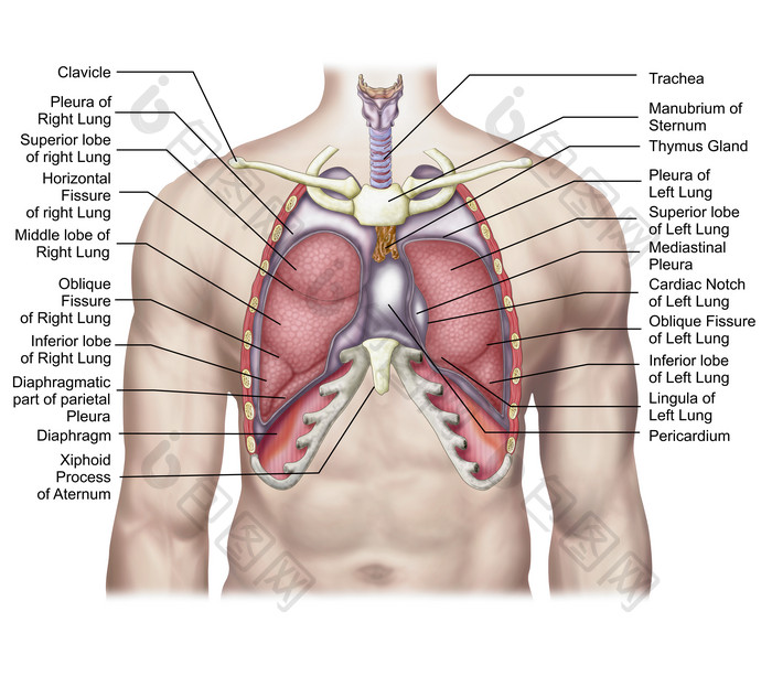 人体心肺部解剖示例图