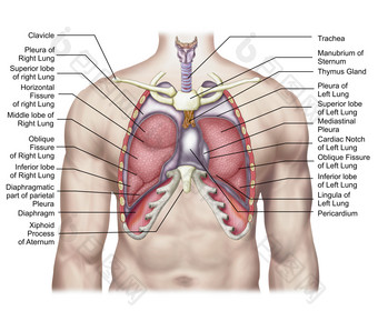 人体心肺部解剖<strong>示例</strong>图