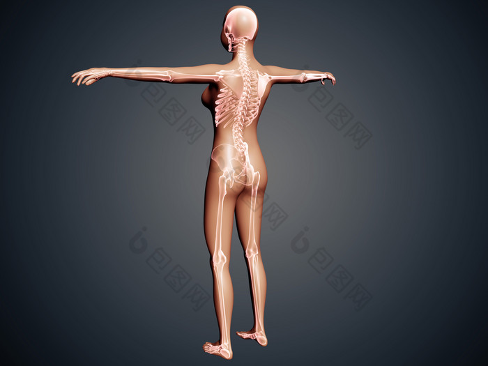 解剖学人类背部结构