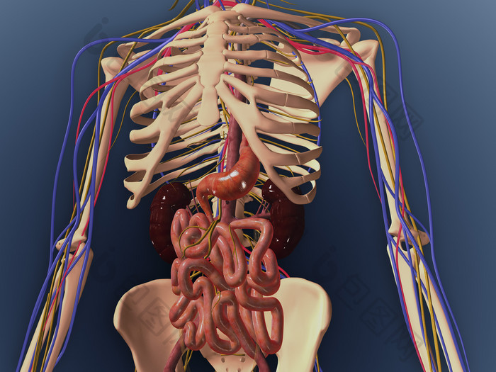 人体肠道骨架模型