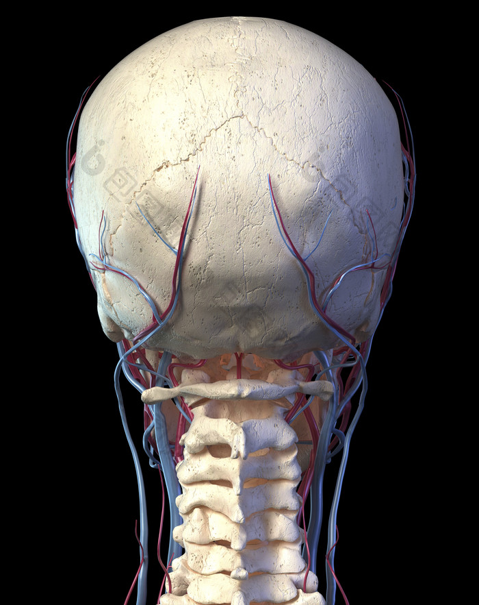 成年人类头骨的背面局部大图