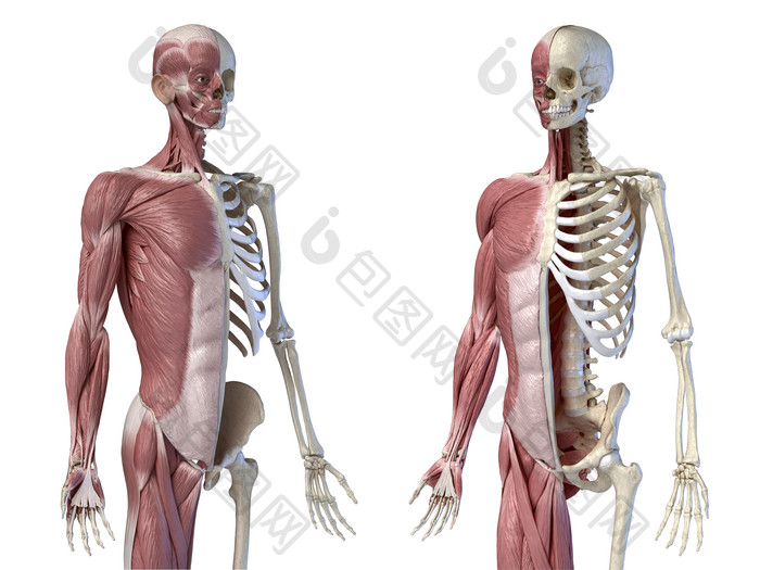 成人全身左右两侧的骨架医用插图