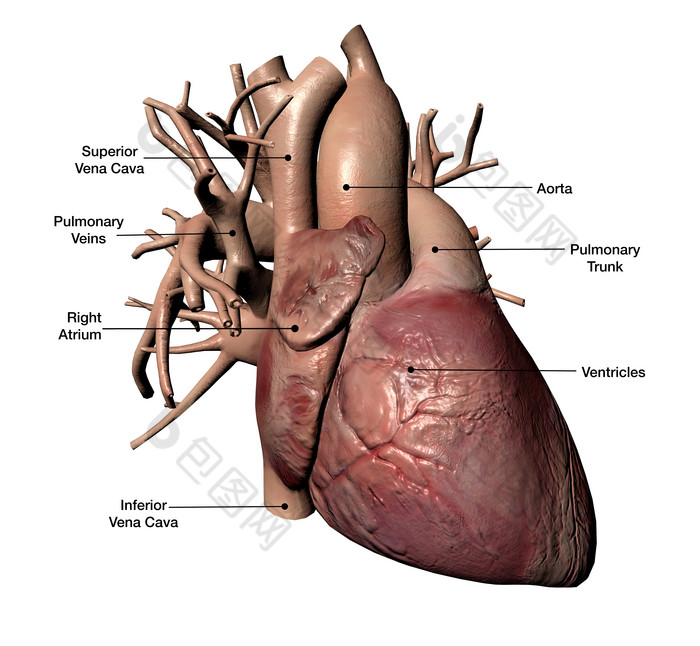 人体心部胸脏示意图
