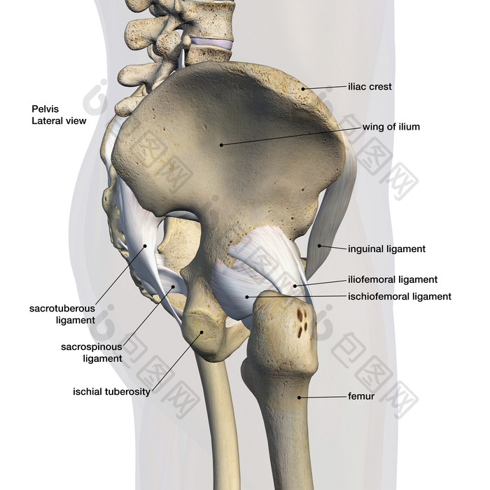 人体韧带骨盆解剖学示例图